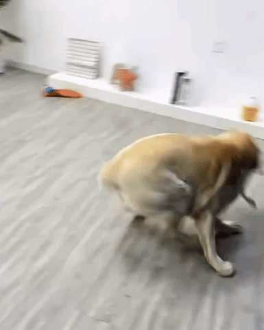 Chew crew Animal Toys For Dog